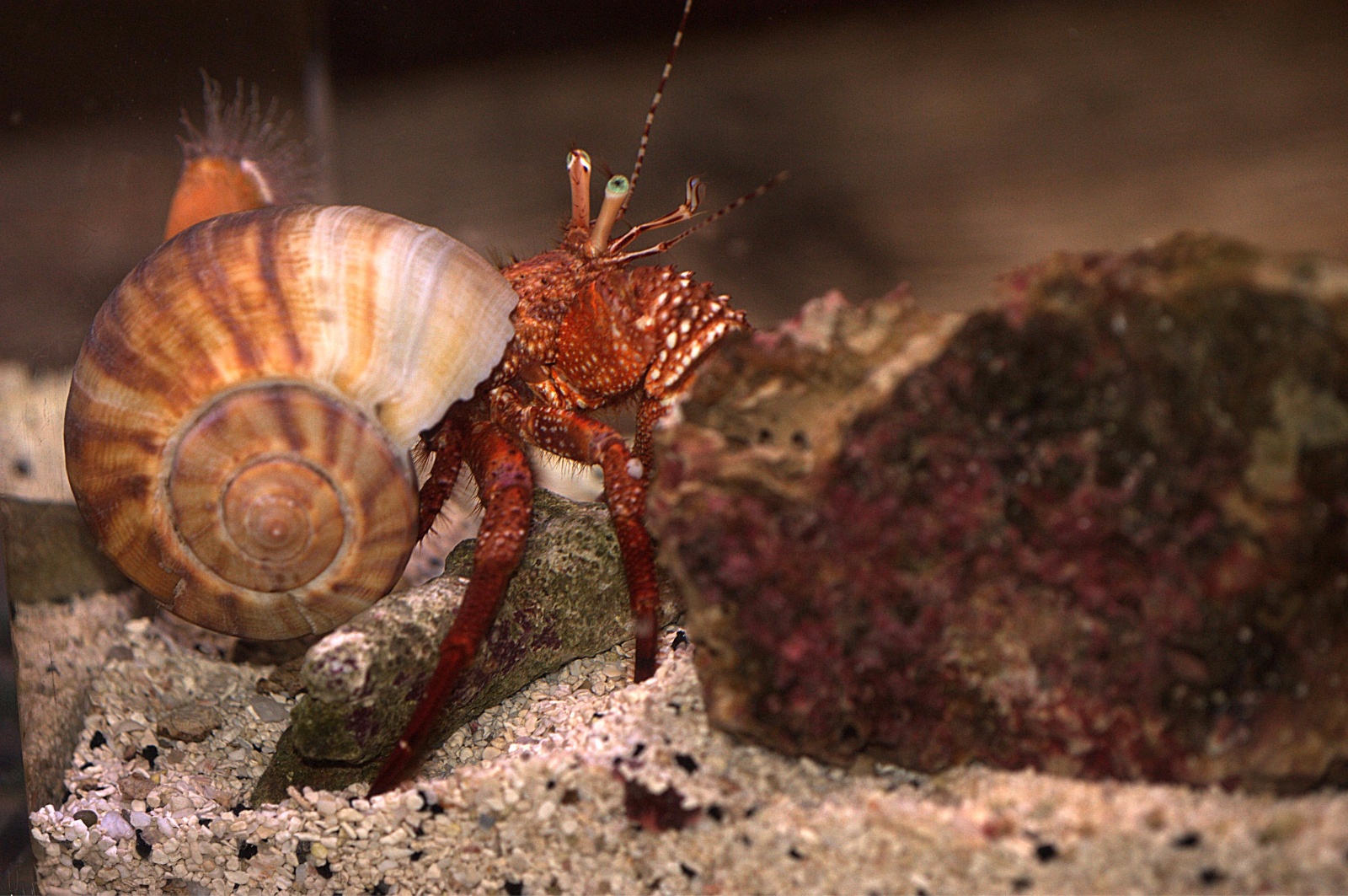 These Love the Water